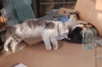 Mexican cats in Tlachichuca.
