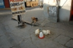 Chicken anyone?