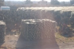 Cactus farm.