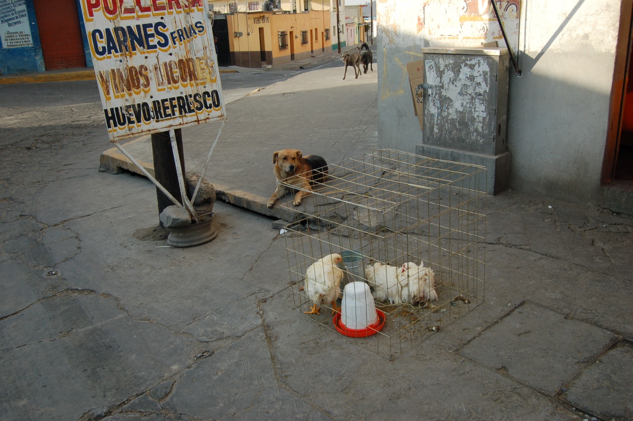 Chicken anyone?  1/12/06  4:55pm