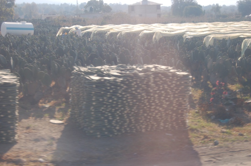 Cactus farm.  1/13/06  9:17am
